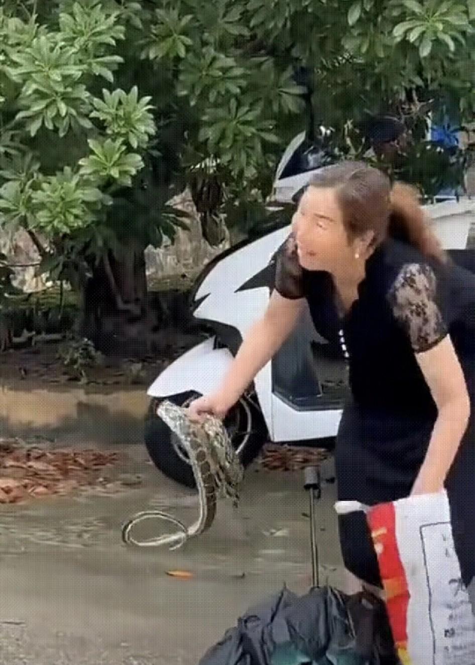 烈日当空，一位女士走在路上，抬头一看，树上有条大花蛇！她赶紧把伞收好，递到左手上