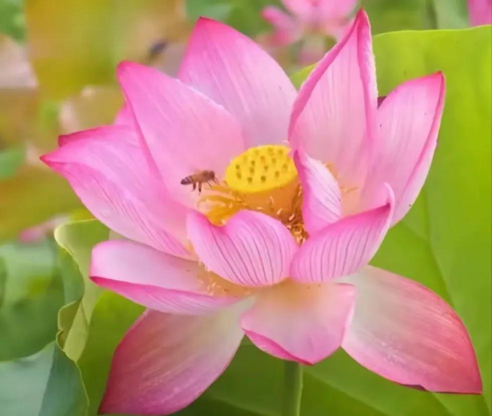 生命的本质是什么？本心，自性，真我
生命的本质，是回到本来，呈现本自具足的生命状