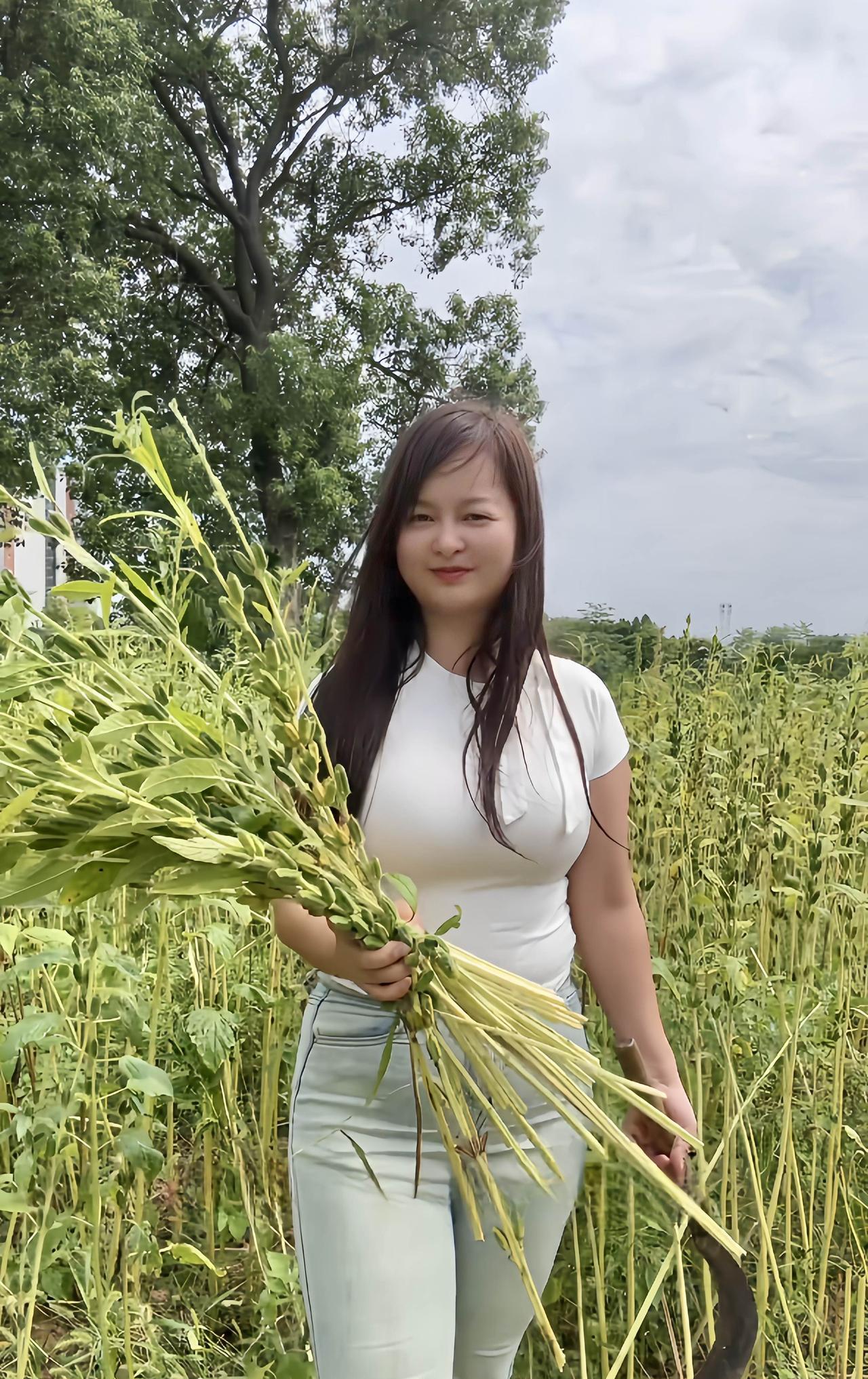 芝麻熟了
田野间，那一片芝麻悄然熟了。
她手持镰刀，脚步轻盈地穿梭在芝麻丛中。熟