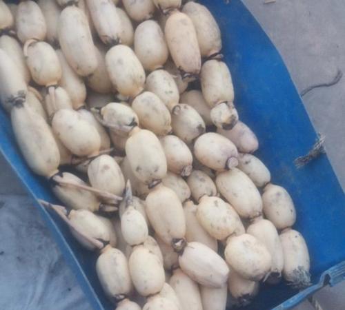 广西省贵港市十大特产
（仅供阅读交流，不作权威排行）
一、贵港莲藕
二、麻垌荔枝