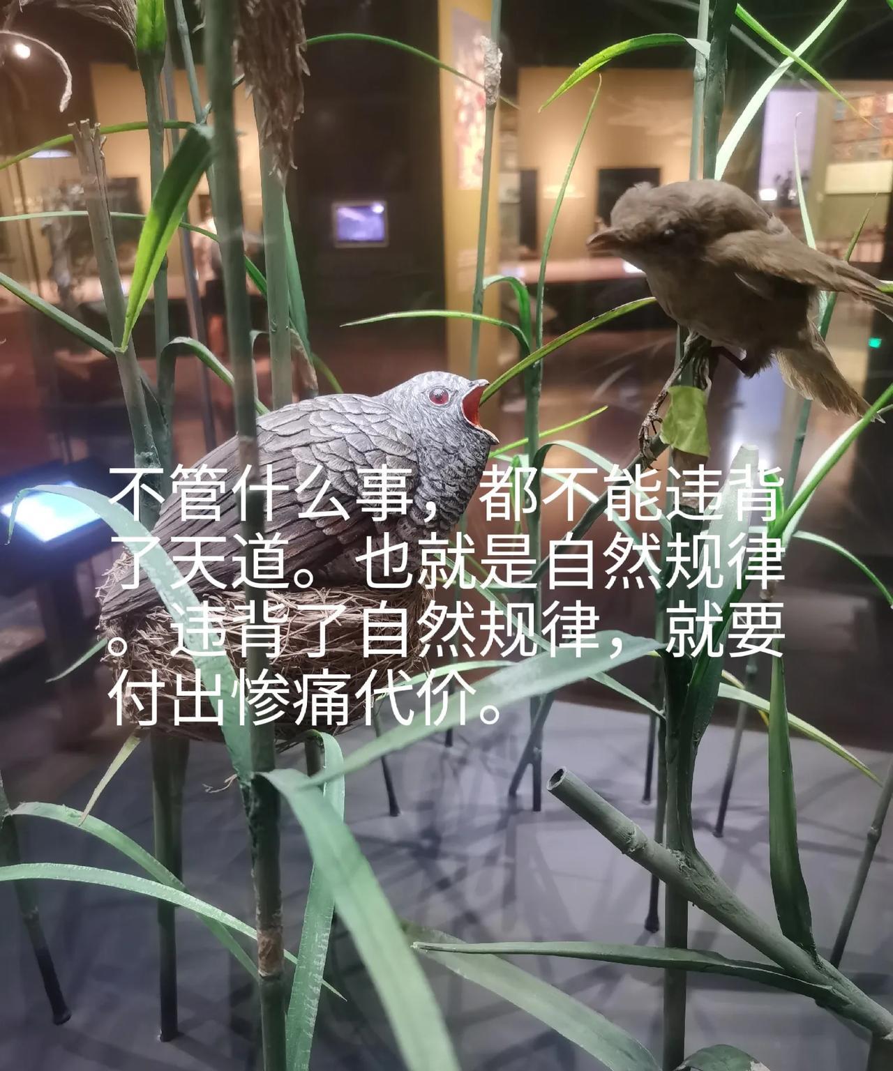 顺应自然，行天道！