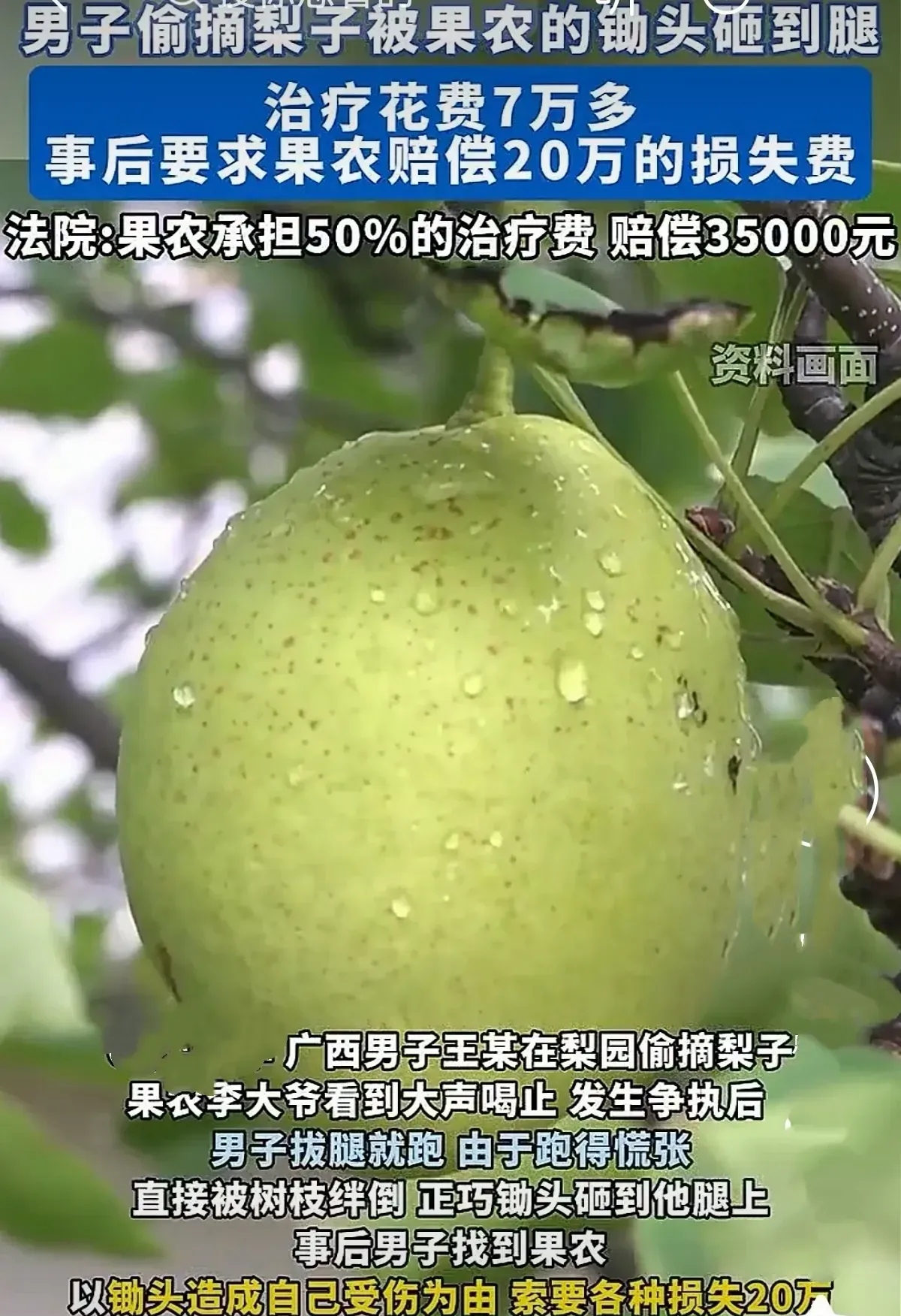 广西的李某，种了一片梨园，到梨子快要成熟时，他看着挂满枝头的梨子，心里很高兴。他