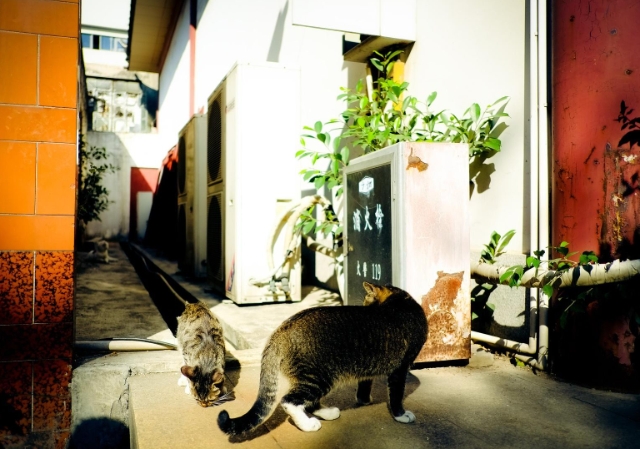 猫咪的“秘密基地”，你家也有吗？