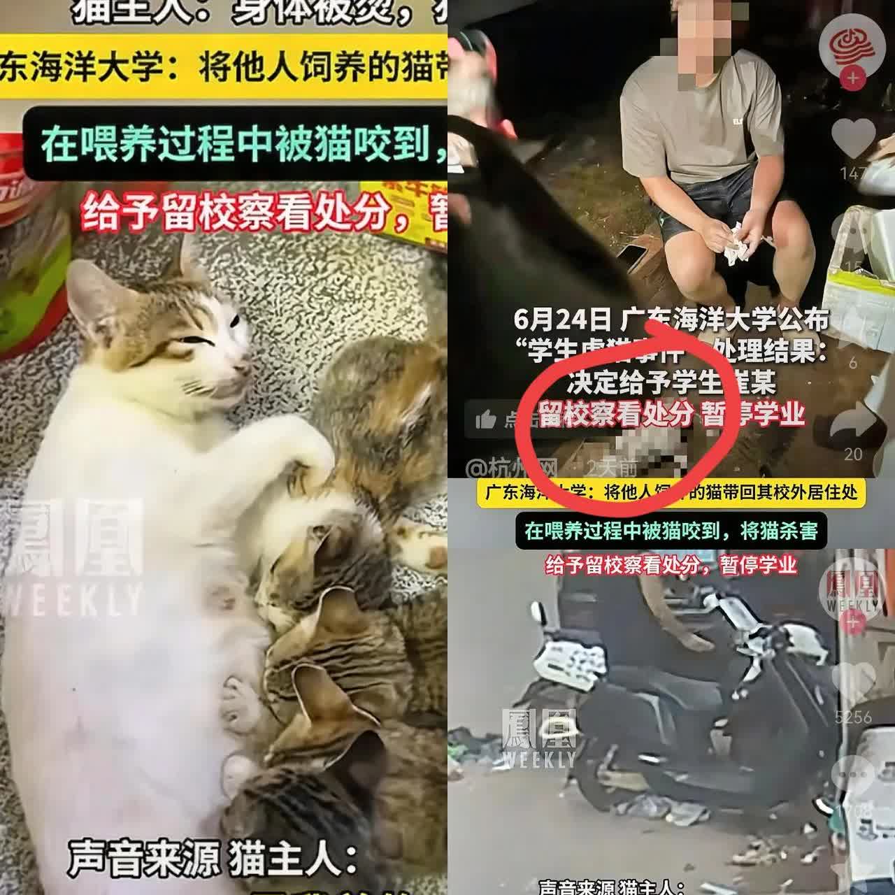 太坏了！良心去哪了
一男子用开水烫猫，四肢被残忍的砍断，还有尾巴也弄断了，事后
