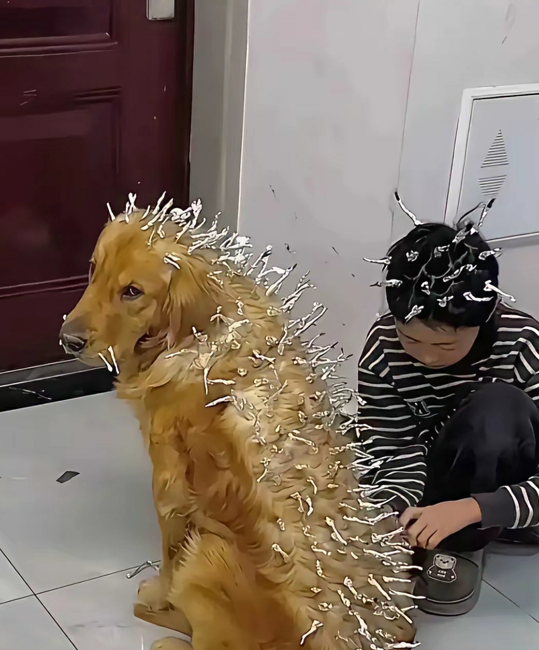 金毛：你就不能好好管管你的仔吗