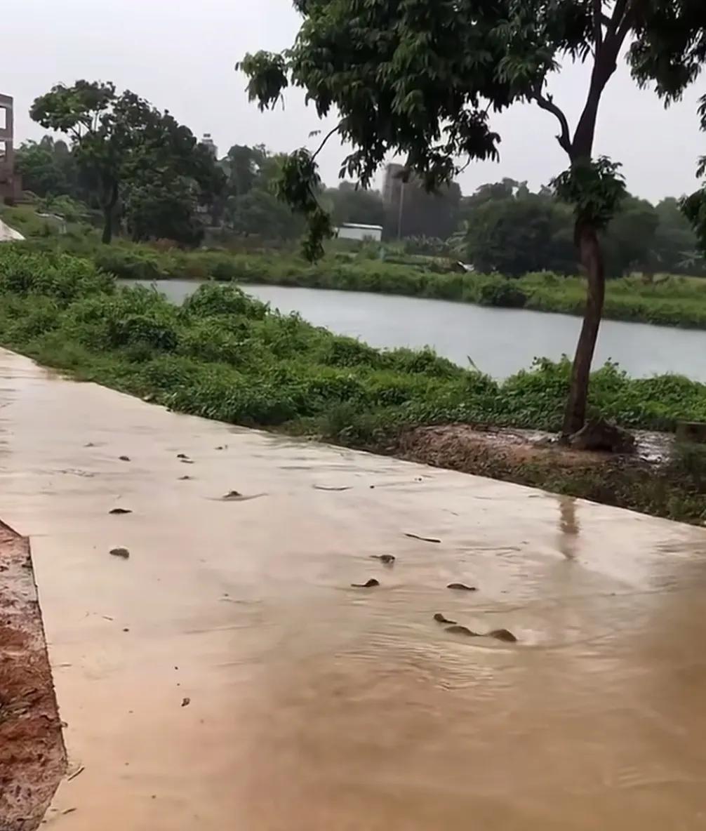 一场暴雨过后，大水褪去，南方一处河道里，很多鱼都游到了路上。
男子拎着桶，走上前