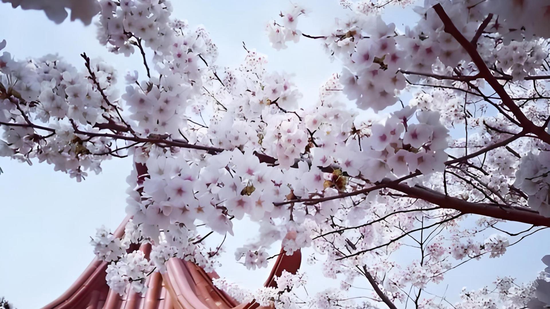 我国十大樱花胜地，赏樱的好去处，打卡收藏地