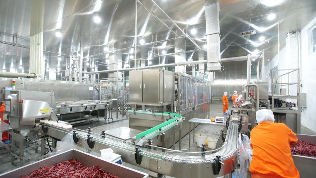 山东胶州：小辣椒串起乡村振兴“增收链”