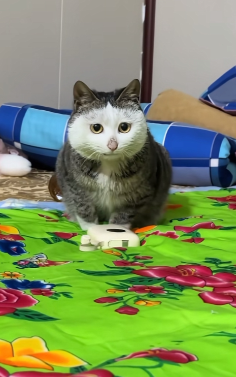养了一只小猫，大家帮忙取个名字吧