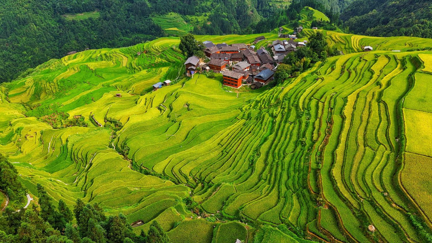 加榜梯田层层叠叠的优美线条 从山脚盘到山顶
