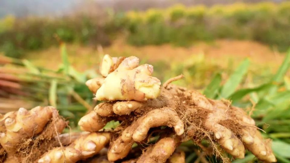 你家厨房一定有！石潭这个秋冬必备的暖身食材采挖上市啦