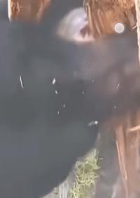 野生动物能在野外独自生存，都有各自的拿手本领。看这只黑熊，咬合力极强，在它嘴下撕