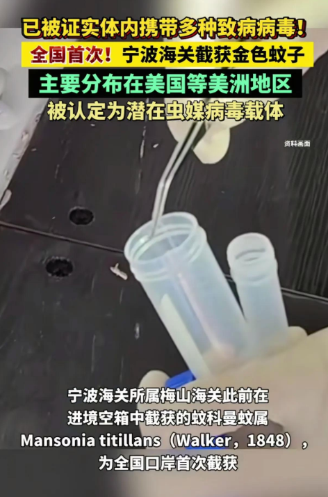 宁波海关全国首次截获金色蚊子，隐患令人警惕！

前段时间，宁波海关传来一个让人心