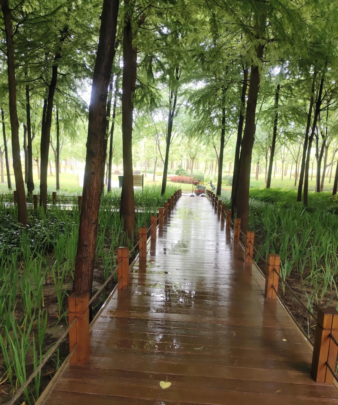 下雨了，公园里面的空气真好，今天我已经在浦东公园里面做保安的第22个班，一眨眼已