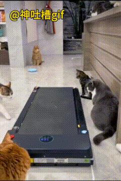 玩跑步机的猫咪：跳到了跑步机上面，另外一只猫咪也要上来玩，速度太快了，都掉了下来