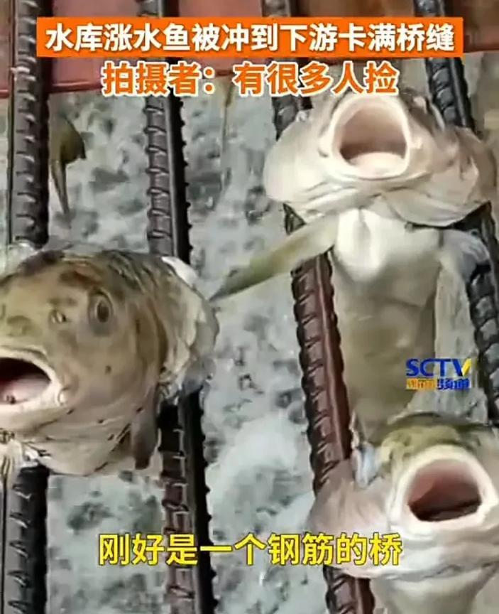 笑不活了！6月19日，浙江丽水一名男子发视频称，上游的一处水库涨水后，导致很多鱼
