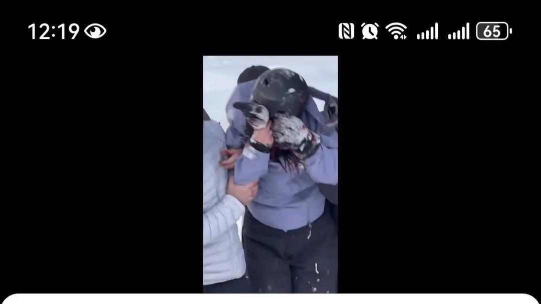 雪豹突然扑人，三人拍照时遇险，野外安全意识该补课了