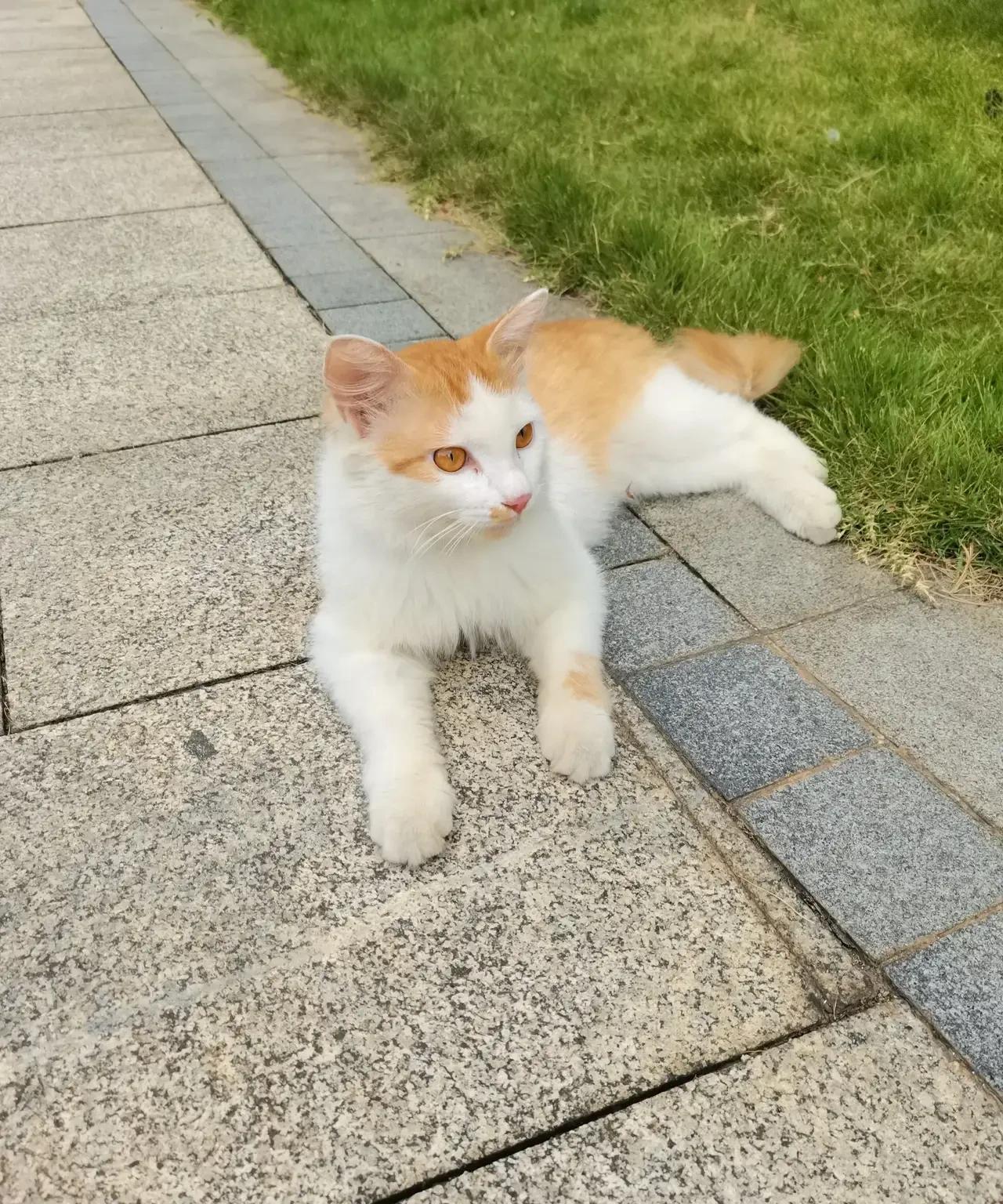 不要喂流浪猫，这是一个忠告，为你，为流浪猫，都是好事。
小区里现在流浪猫成群，一