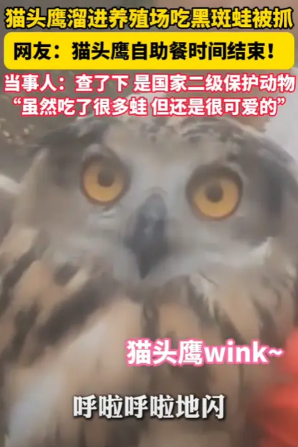 “防不胜防！”湖北，2025年5月，一猫头鹰潜入农户养殖场，偷吃黑斑蛙，结果，却