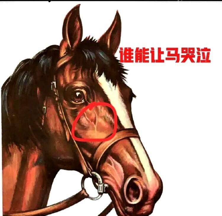“谁能让马哭泣？”答案：印度三哥。
5月24日，环球网报道印度那格浦尔警方通报一