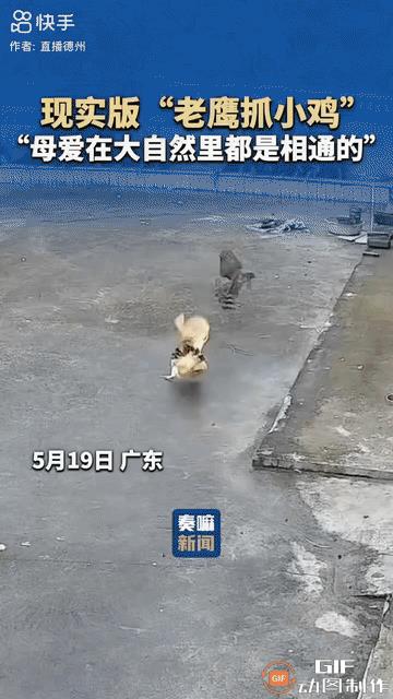 母鸡妈妈带着才出生没几日的小鸡崽在院子里活动，忽然，一只老鹰从天空中俯冲而下。母