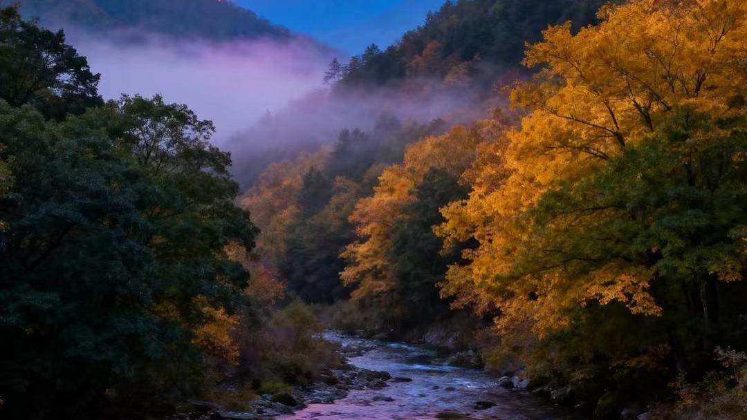 湖北谷城山林权属纠纷调查：林权被 “擅自处置” 背后的基层治理失责与群众诉求