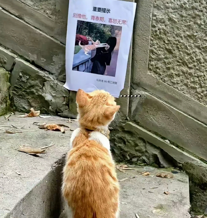 哈哈😄看一次笑一次，猫猫无语