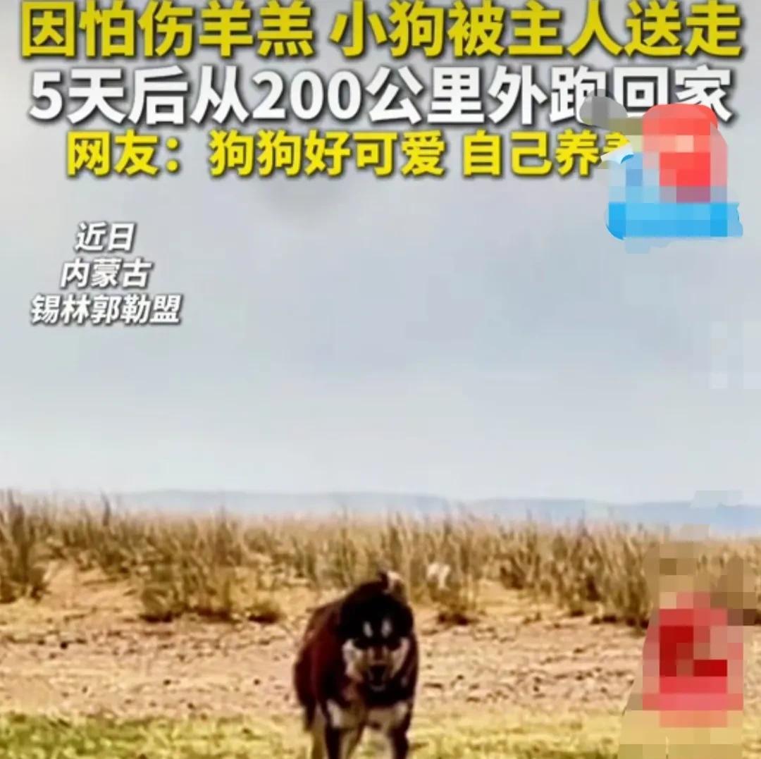 内蒙古锡林郭勒盟，主人养了一群羊，狗狗一直喜欢跟小羊羔玩，追着小羊羔跑。
主人担