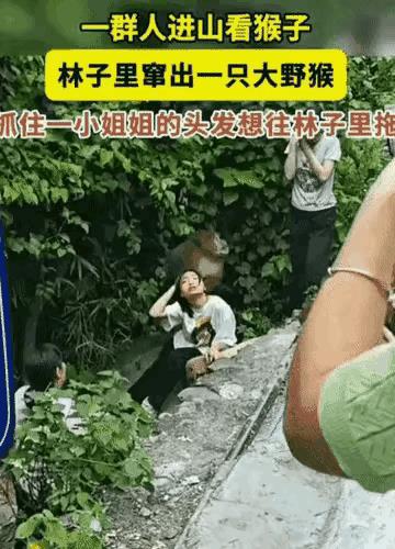 猴子打人怎么解决。