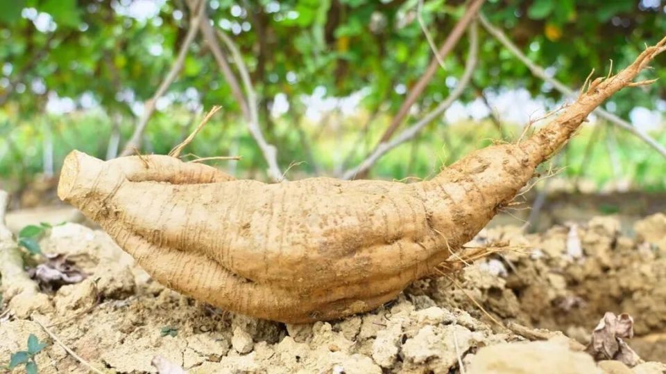 馋哭老广！“清甜王者”粉葛上市！