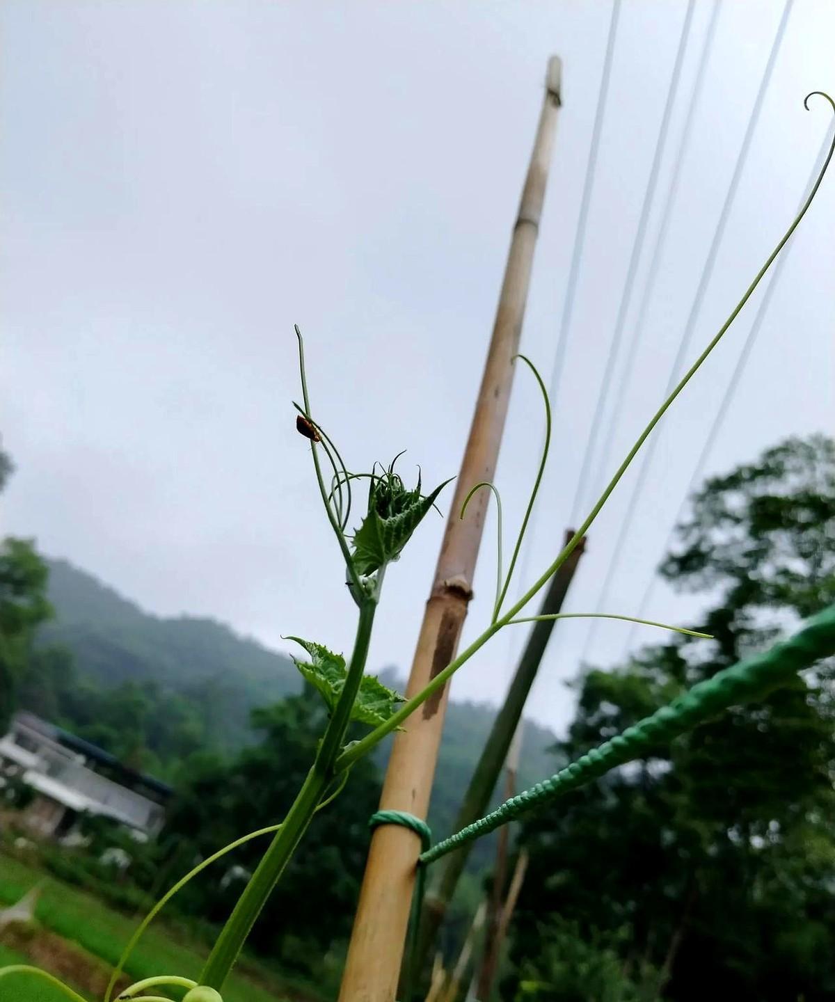 我的三伯父，今天早上走完了他平凡、动人的一生，享年80岁。
堂姐说：他留有遗言，