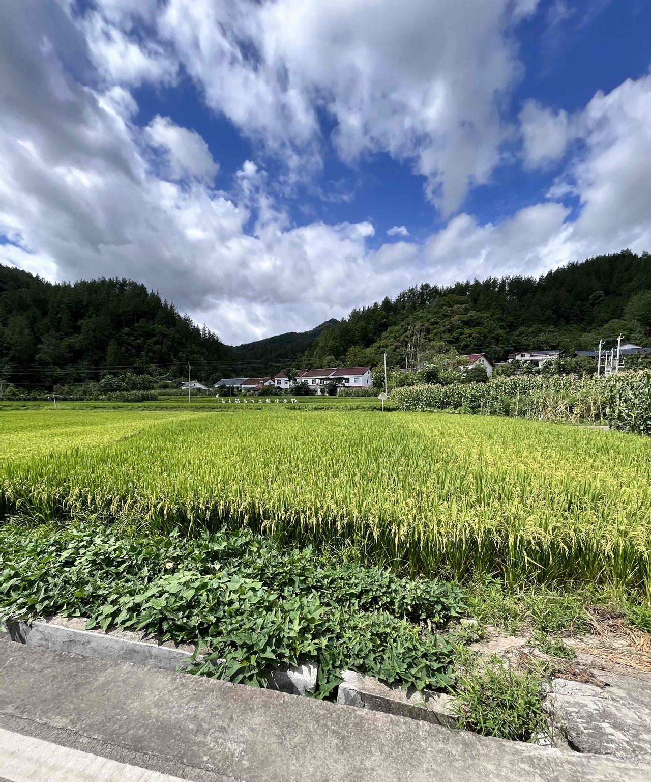 留坝稻草人公园一日游！
位于留坝火烧店镇，
一大片的稻田、稻草人、各种打卡点、小