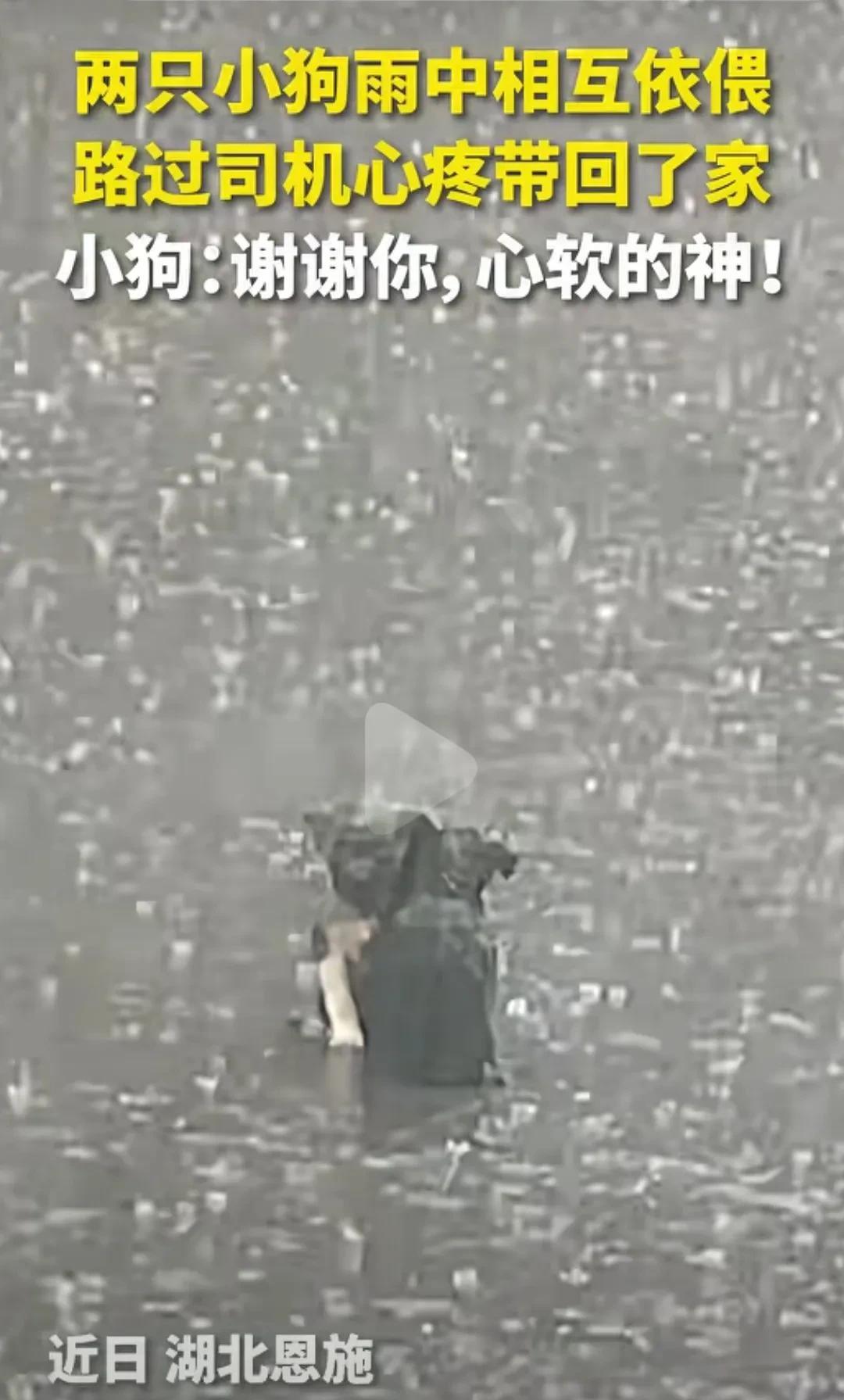 两只小狗看哭了众人！滂沱大雨将地面溅起朵朵水花，水雾朦朦，司机以为前方是一块黑色