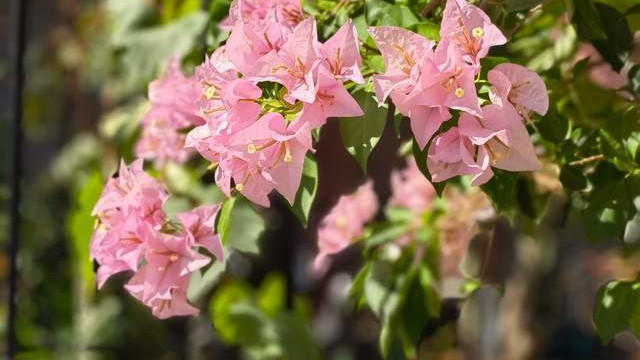 安金藏舍身救皇嗣，小人物的侠骨忠义竟改写了历史