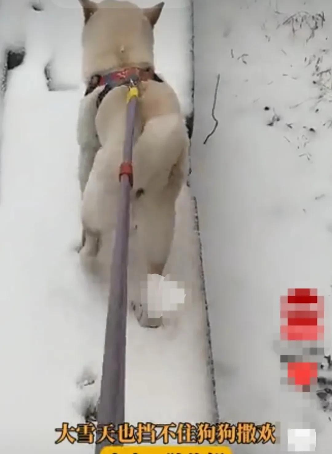 狗狗习惯了每天都出去遛弯。主人以为下雪了，狗狗总该能歇息一天了。却没想到，狗狗硬