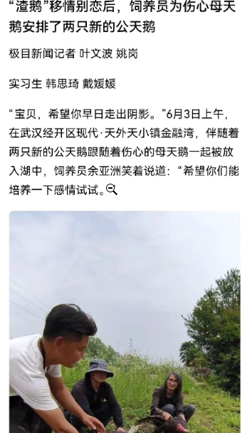 武汉金融湾湖畔那只被抛弃的母黑天鹅有新伙伴了，饲养员为它安排了两只公天鹅