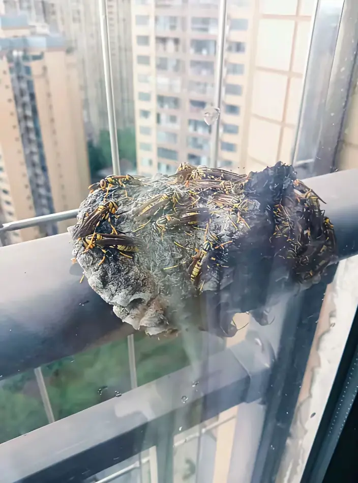 求助🆘网友
我今天回家发现的，不知道怎么处理，是它们自己走还是打119
