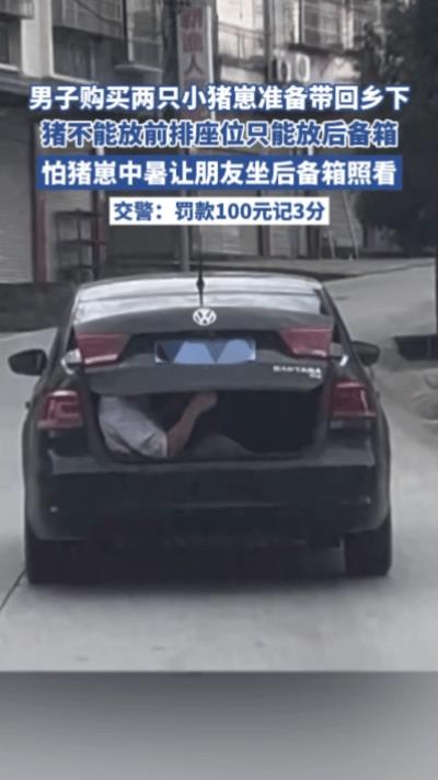 男子父母前段时间打电话说想要养小猪，男子就趁周末自己要回家的时间去市场里买了两头