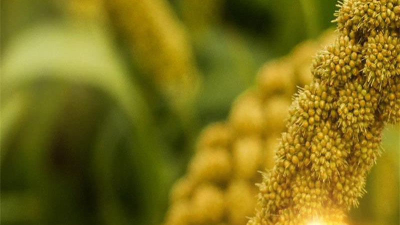 黄土孕金谷：兴县小米的地理禀赋与耕作智慧印记