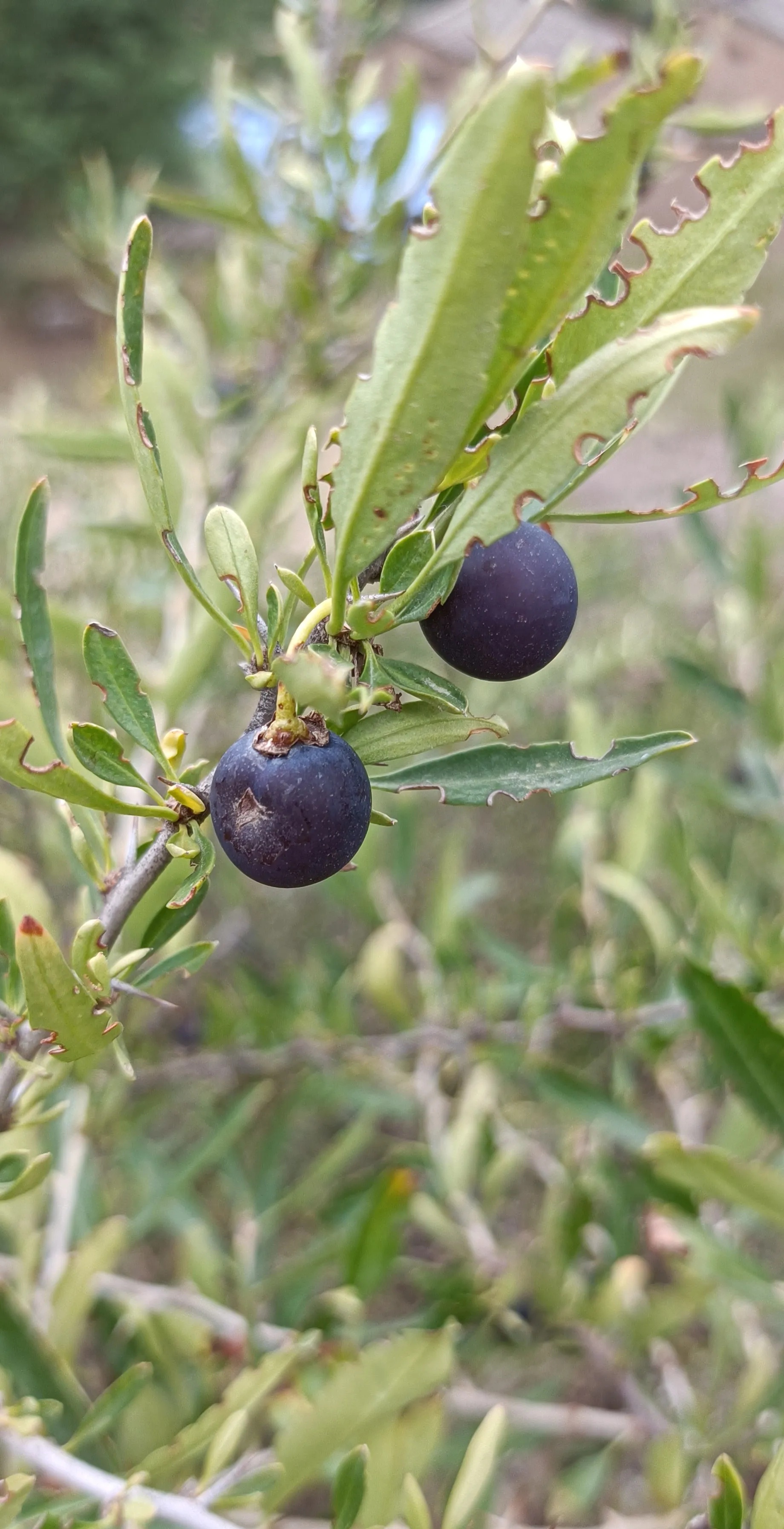普京和特朗普的目的是一致的！



 普京曾经跟特朗普说过，要用60天的时间展开