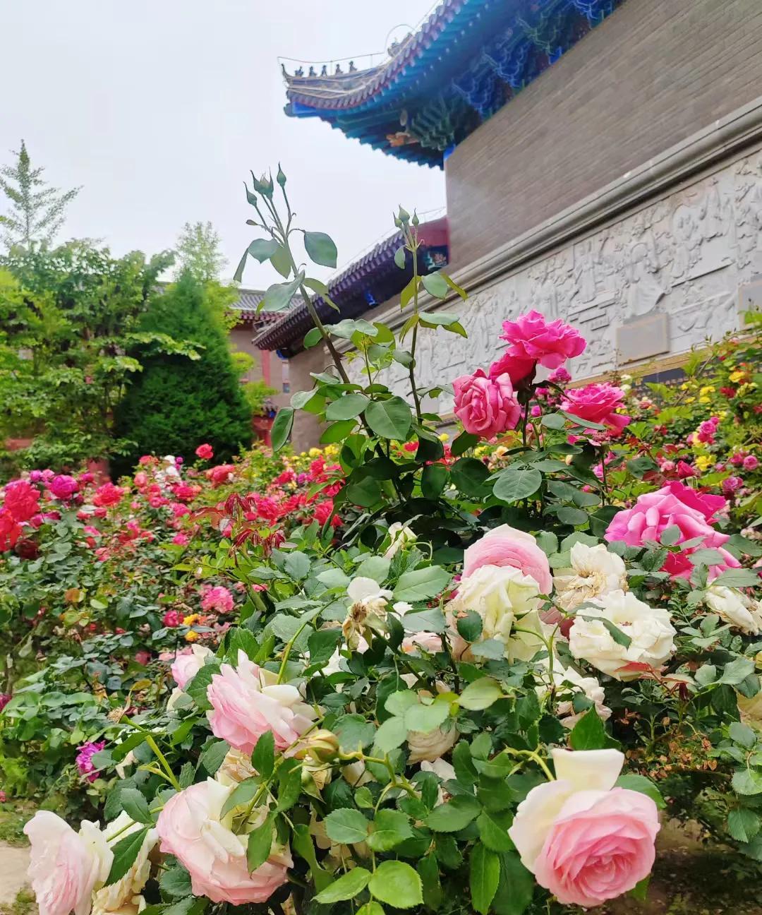 早起晨跑，在小区院子里遇到5个年龄大约在60岁左右的大妈一边散步，一边聊天。聊的