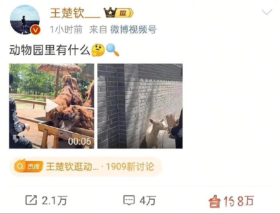 王楚钦：动物园里有什么？
球迷：有我们以王楚钦孙颖莎名义认养的动物！[比心][比