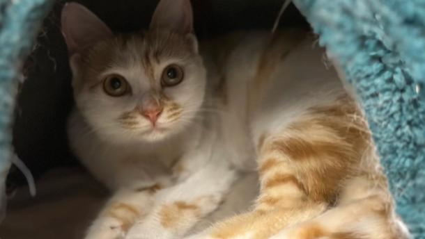 全国跨省长途搬家平台物流出行带宠物哪个平台便宜实惠有实力？2026春节带宠物搬家找哪个顺风车平台靠谱