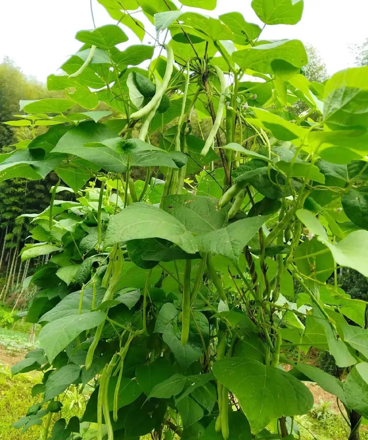 自家种的四季豆和菜市场买的四季豆看起来没啥区别，可吃起来却天壤之别！