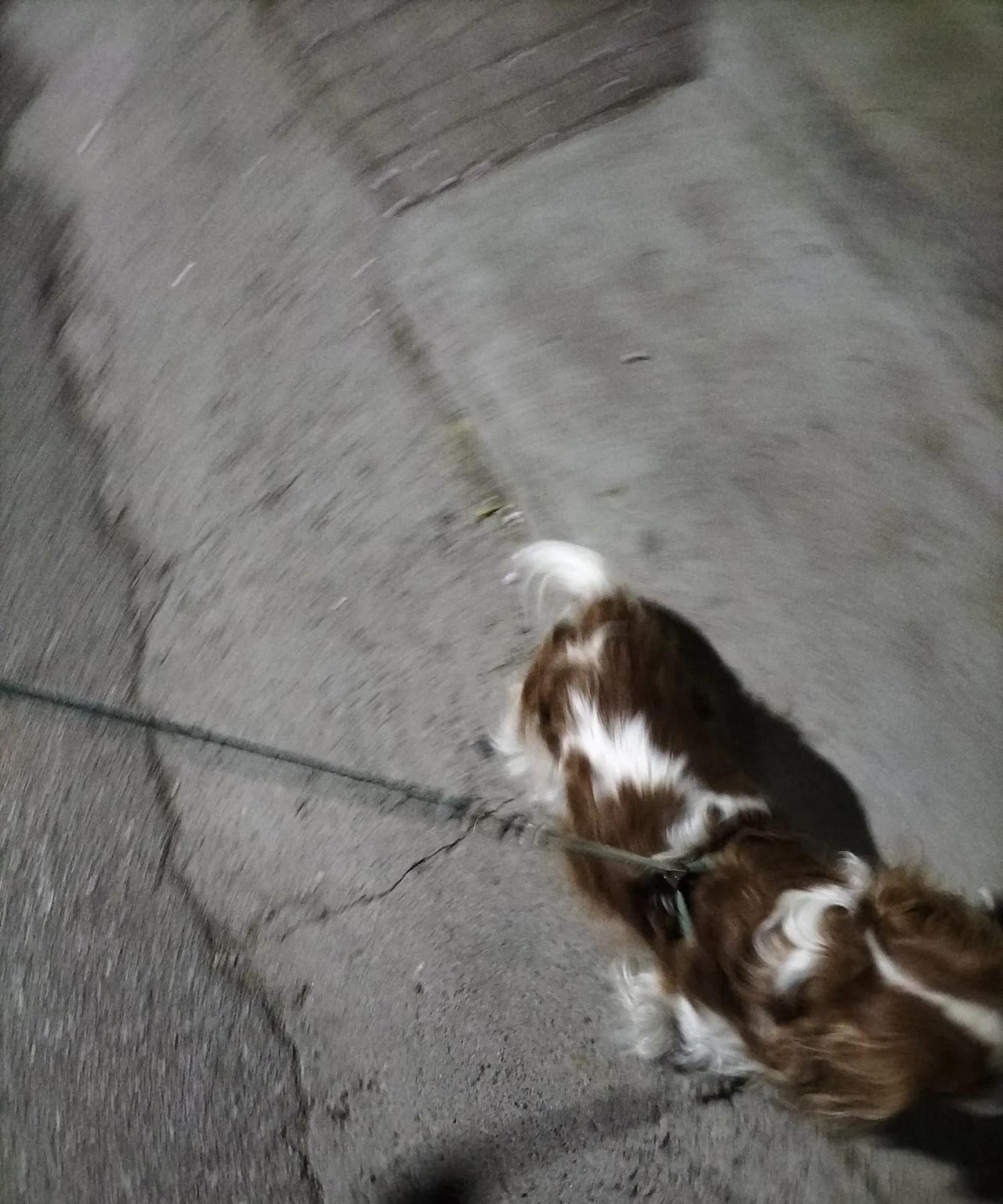 主人出门几天，家里的宠物怎么办？
朋友家里养了猫和狗，出门时间长，狗要送到寄养宠