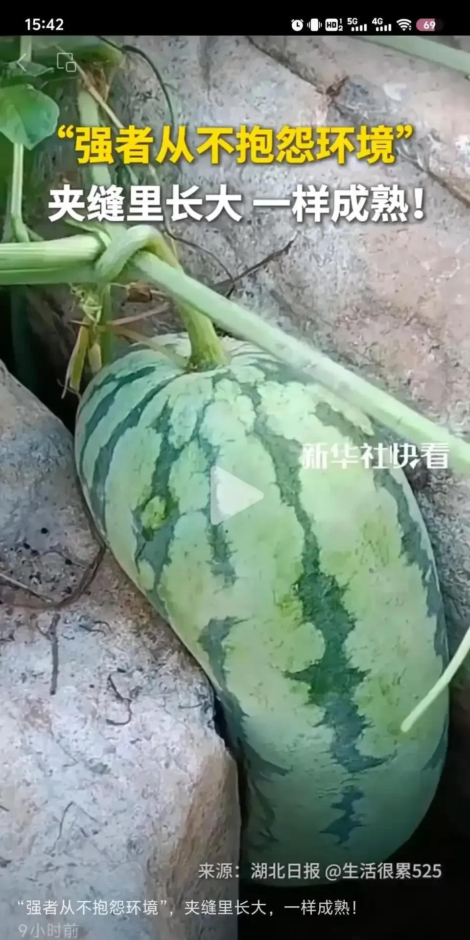 这种瓜即便长得再大，也不好吃[灵光一闪]