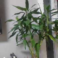 机智的老虎