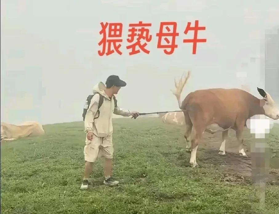 有些游客，真不能称之为人，竟然没事惹牛，牛，还真是这个世界上最温顺的动物了，不过