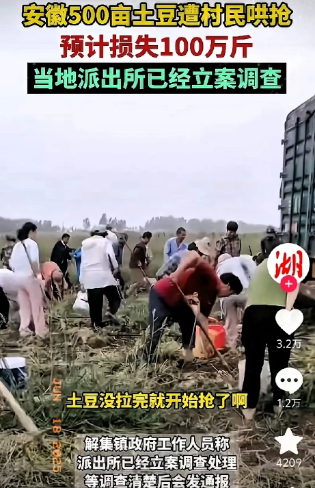 自己辛苦种的土豆不仅被偷了，而且找不到偷土豆的上千个村民。这些村民彼此认识，互相