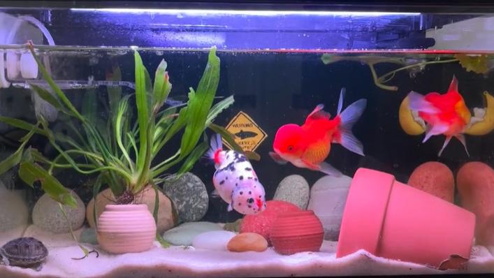 2026新手养鱼全攻略：从选缸到避坑，当贝智能鱼缸让你少走弯路